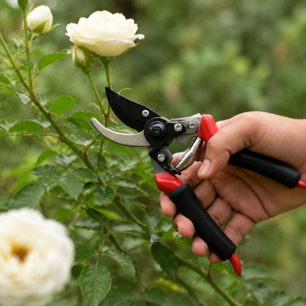 Garden Shear Stainless Steel 21 Cm Sharp Bypass Pruner for Plants (1 Pc)